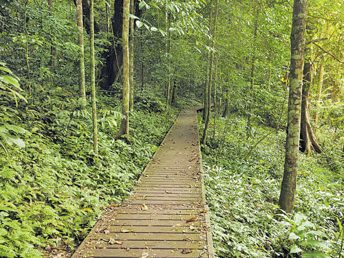 Green cover  A walk-way inside Taman Negara in Malaysia.