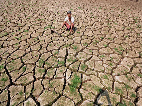 The 12 districts of the north interior Karnataka which are reeling under drought are Bagalkote, Vijayapura, Raichur, Bidar, Yadgir, Gadag, Ballary, Koppal, Belagavi, Haveri, Dharwad and Kalaburgi. The deficit is as high as 46 pc from the normal rains it should have received. PTI file photo
