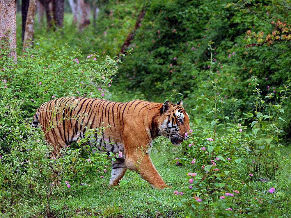The tiger, which recently arrived at the park recently from Dr Shivaram Karanth Biological Park in Pilikula, Mangaluru, was not in its original self on Saturday. Although zoo officials tamed it with tranquilizer darts and put it back into the enclosure, the real reason why Kadamba jumped the enclosure was not known. It came out of the tranquilizer's influence later. PTI file photo. For representation purpose