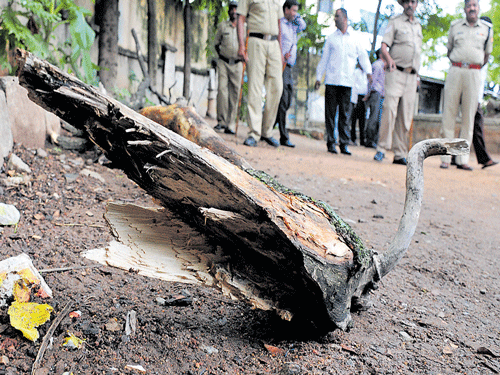 The tree branch which fell on Fayaz Ahmed, killing him. DH photo