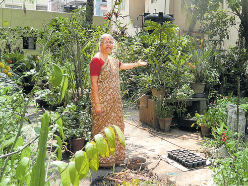 many examples (Clockwise) Anusuya Sharma in her two-decade-old terrace garden in Bengaluru; a vertical  garden model developed by Vinay Magadi; container gardening in S Lakshminarayana's home; chillies.  PHOTOS BY S LAKSHMINARAYANA, Vinay Magadi & ANITHA PAILOOR