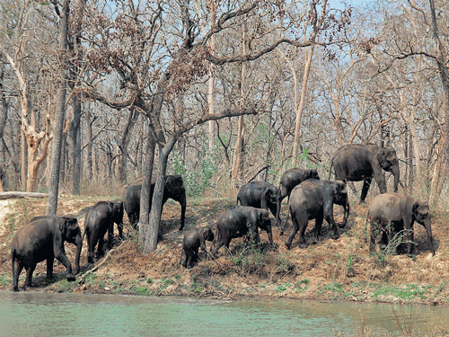 no place to go A herd of Asian Elephants.  photo by kiran yadav