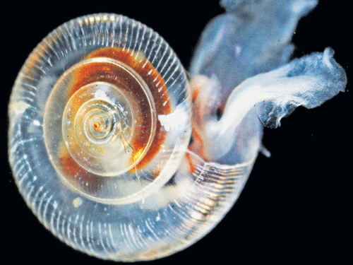 damaging Ocean acidification could cost the global economy $1 trillion per year.