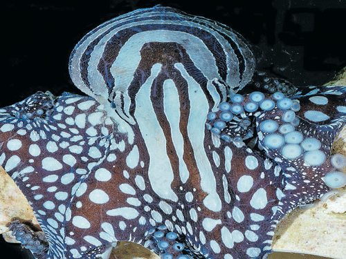 odd The larger Pacific striped octopus engages in 'beak to beak' mating.