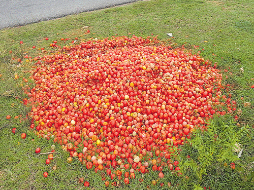 Tomatoes dumped by the road by farmers due to price crash in Arsikere on Monday. DH photo