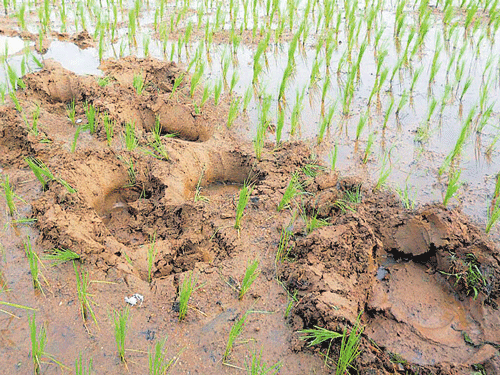 The footmarks of elephants in a paddy field at Megoor in Jaavali Gram Panchayat limits  in Mudigere taluk. DH photo