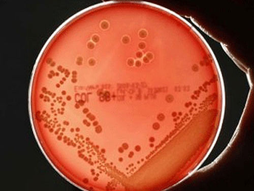 Bacteria. Reuters file photo