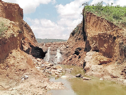 The bund of Biligunda lake in Nagamangala taluk that was opened to take up repair works has damaged crops in the region.