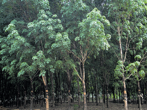 A rubber plantation in Sullia.