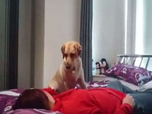 Two-year -old labrador leapt into action, first warning her of the seizure then licking excessive saliva off her face as she goes through her fit. Screengrab