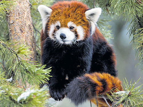imperative Red panda is considered to be a critical indicator species for the health of the Himalayan ecosystem.