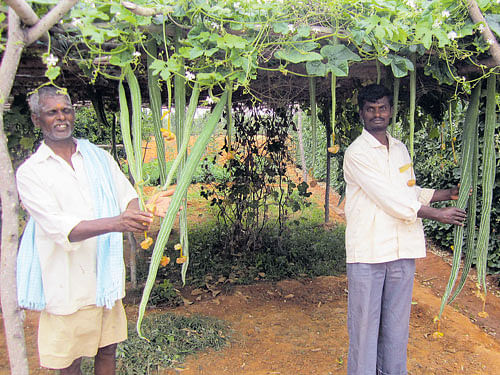 fresh from nature Farmers with organic snake gourd in their farm.