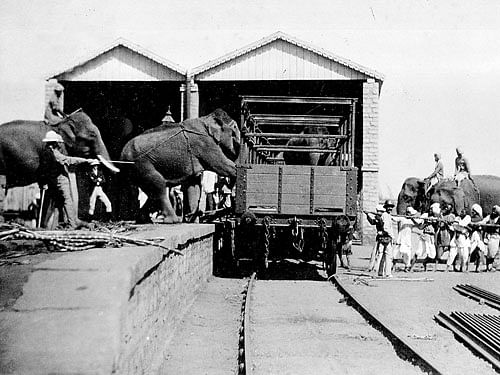 arduous work Workers transporting elephants  captured during khedda  operation. photo by author