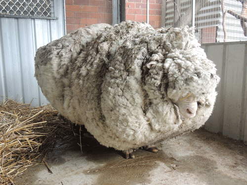 An Australian sheep is pictured before being shorn of over 40 kilograms (88.2 lbs) of wool after being found near Australia's capital city Canberra. Reuters Photo