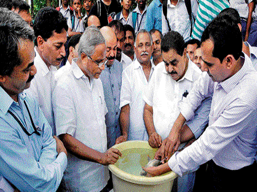 District-Incharge Minister B Ramanath Rai inaugurates 'Matsyalaya' by injecting harmones to a fish at Dr Shivaram Karanth Biological Park in Pilikula on Sunday. Minister for Youth Empowerment, Sports and Fisheries K Abhayachandra Jain and Matsyalaya Consultant Dr Ronald D'Souza look on. (Right) Karnataka Carp, notified as the state fish, is one of the endangered species to be conserved at Matsyalaya. DH Photos