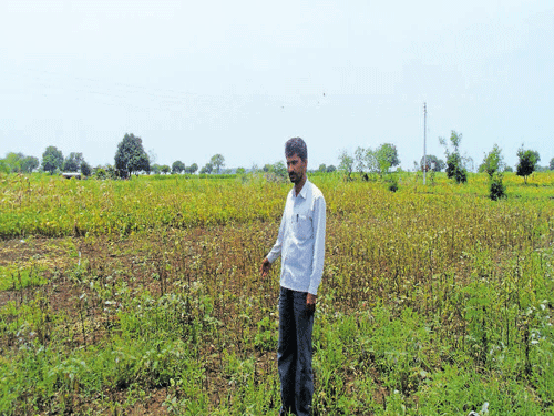 A farmer in Malkapur that borders Beed district shows his damaged crops. DH photo