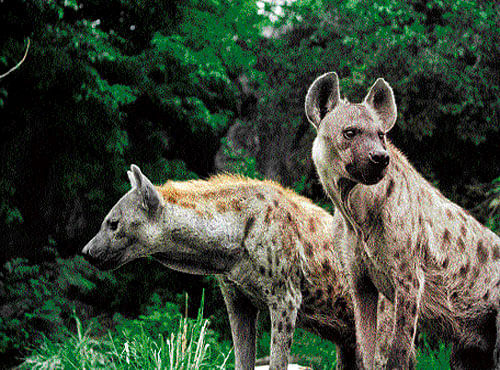 Together Hyenas live in large clans that might have more than 100 individuals.