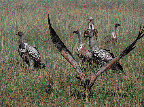 Natural helpers Vultures pick apart the carcass of a recently killed wildebeest in the Masai Mara National Reserve in Kenya. ben solomon/nyt