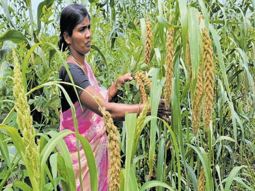 Bumper crop: Mirdoddi Vinoda in her farm in Nagwar, Medak. source: dds