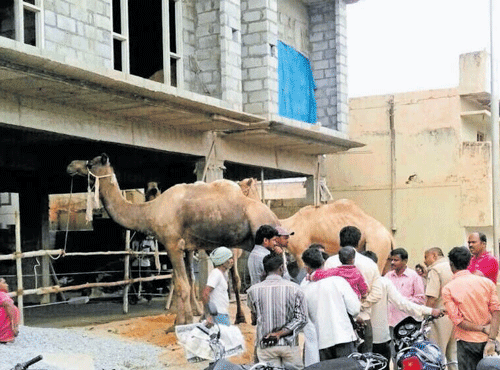 Two camels were found at an under-construction site in the City on Sunday. DH PHOTO