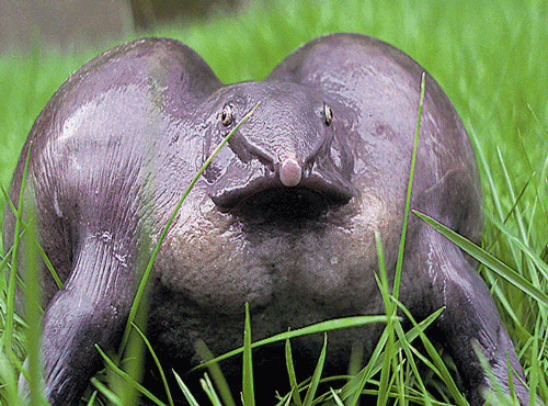 Purple frog is found exclusively in the southern parts of the Western Ghats.