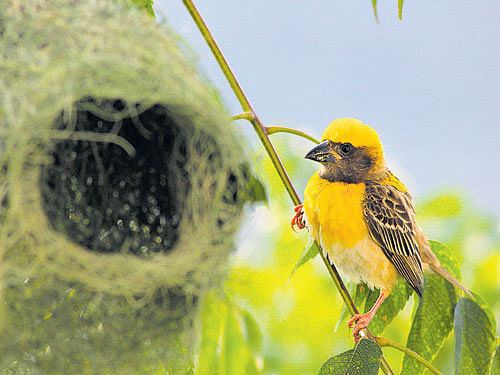 A Baya weaver male near a newly made nest. Photo by author