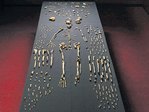 A handout image made available by the University of Witwatersrand, shows the skeleton of Homo naledi pictured in the Wits bone vault at the Evolutionary Studies Institute at the University of Witwatersrand, Johannesburg. (CREDIT: John Hawks/Wits University)
