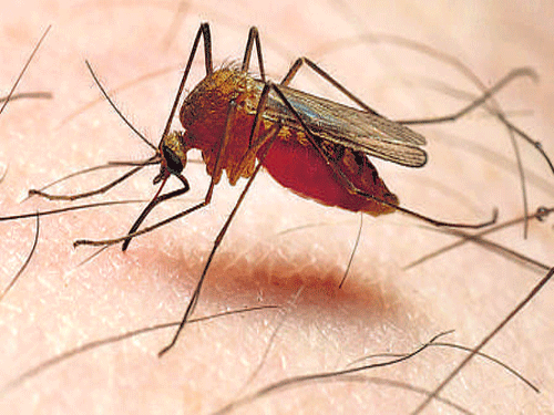 87 cases dengue  cases reported in  B'luru Urban dist