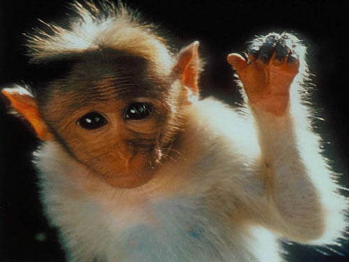Optical illusions fool monkeys too: study
