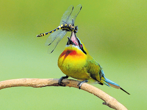 The award-winning photograph of a bird preying on a bee, captured by City-based wildlife photographer, H S Byakod.