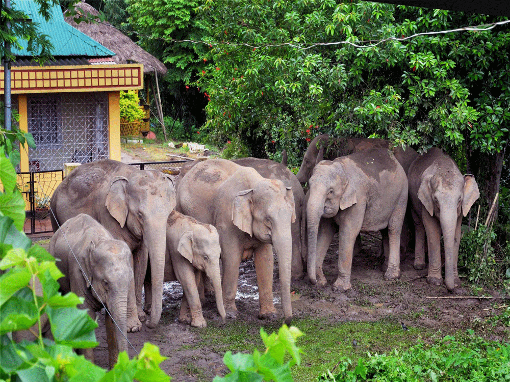 elephants, pti file photo