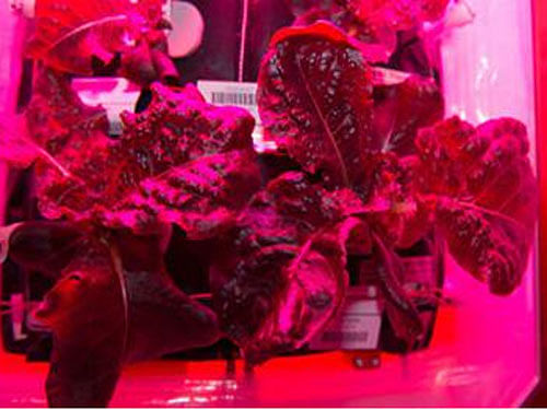 In August this year, six astronauts on the International Space Station (ISS) became the first people to eat 'outredgeous' red romaine lettuce grown at the veggie plant growth system aboard the orbiting laboratory in space. Image courtesy: Twitter