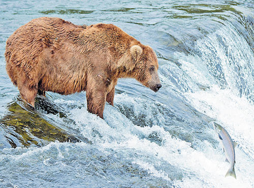 RIGHT FROM THE ICE AGE A bear waits for salmon to land within easy reach as they leap the falls on the Brooks River, Alaska. PHOTO BY MARK MEYER/TNYT