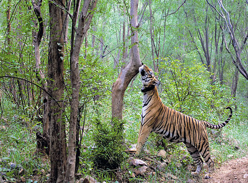 RETURN OF THE STRIPED CAT In the last seven years the tiger population of Sariska Tiger Reserve, Rajasthan has grown to 13. PHOTO BY BHARAT GOEL