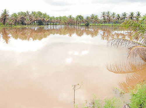 DELUGE: Rainwater inundated a coconut grove at Malebennur in Davangere district. DH PHOTO