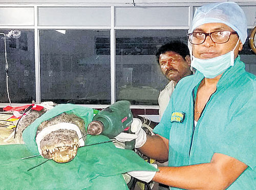 Dr Shivaprakash uses a drilling machine during a surgery on a crocodile to fix a mandible fracture at the government veterinary college in Bidar on Monday. DH PHOTO