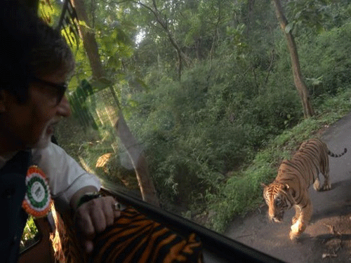 Amitabh was on a jungle safari in the national park in Borivali East on Tuesday, accompanied by several ministers and politicians. During the trip, one tiger followed the safari bus. Image Courtesy Twitter.