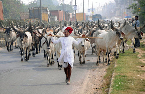 Dairy farmers under the banner of Punjab Progressive Dairy Farmers' Association alleged that the "inordinate" delay in getting the necessary permission from district authorities for export of bovines to other states has 'paralysed' the business of breeding cows. PTI File Photo.