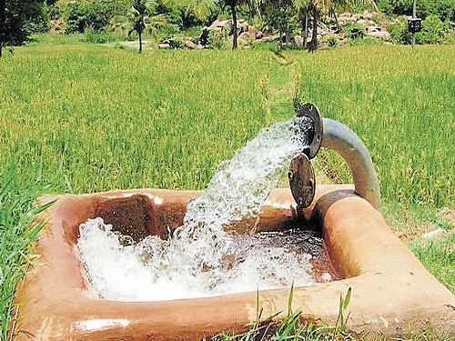 An agriculture field irrigated by borewell water. DH file photo