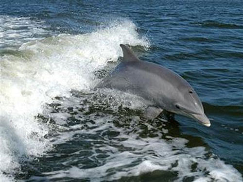 With less than 2,000 Gangetic dolphins left in India, the reserve will help conserve the mammal, which was declared the national aquatic animal in 2010. Reuters file photo