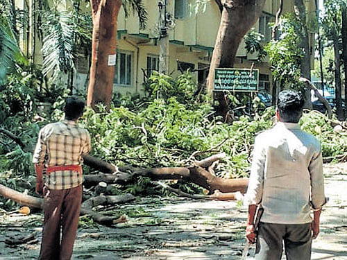 The Gulmohar trees which were axed on 18th Main Road in MalleswaramonWednesday. DH PHOTO