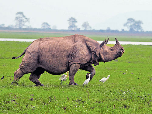 hampered A one-horned rhinoceros in Kaziranga National Park; deers in Kaziranga (below). Photos by Priya Singh