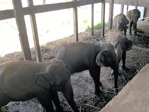 The five female elephants living in unhygenic conditions at an under-construction building in Mandya district. DH&#8200;PHOTO