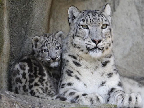 WWF India said there could be as few as 4,000 snow leopards left in the wild with only around 500 in India - and their numbers are continuing to fall. Reuters photo