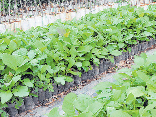 The plan is to develop a 35-hectare dedicated nursery for growing flowers, fruits, vegetable saplings and medical plants among others in each taluk. DH&#8200;FILE&#8200;PHOTO