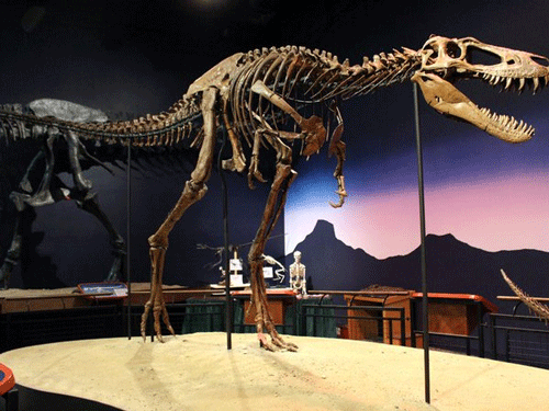 The tyrannosaur bone has peculiar teeth marks that strongly suggest it was gnawed by another tyrannosaur. Image Courtesy Twitter.