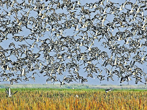 The first batch of migratory birds have arrived in the brackish water lagoon, considered to be one of the topmost winter homes for winged visitors in the country. DH photo