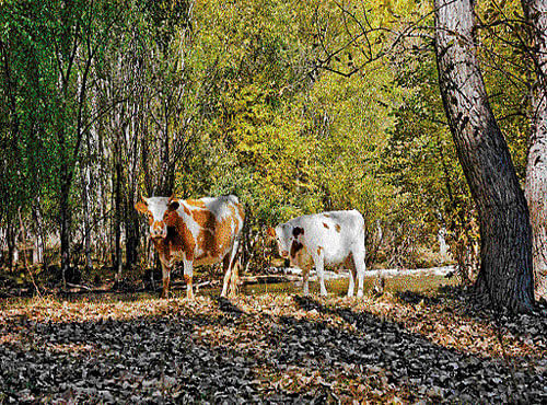 Declining greenery Illegal grazing in many parts of the forests have led to their degradation. REPRESENTATIVE PICTURE