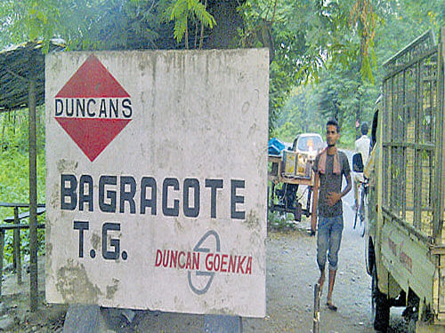 According to insiders at Dooars tea gardens, both at Duncan's and other estates in the region, a large number of men are migrating to neighbouring Assam to work in tea gardens there. DH photo