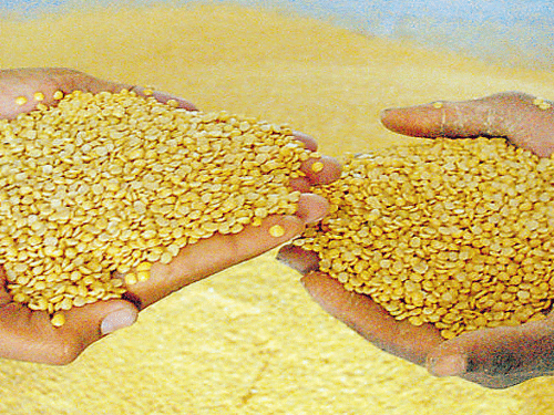 To boost production of pulses, the CCEA has hiked the support price of masoor dal and gram (chana) by Rs 250 a quintal each to Rs 3,325 a quintal and Rs 3,425 a quintal, respectively, for 2015-16. File Photo.